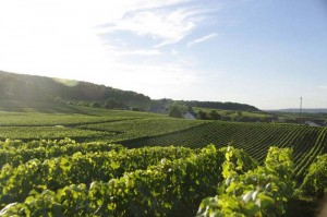 Wijnvelden in de Champagnestreek