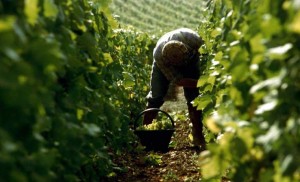 September is de tijd voor de champagne oogst