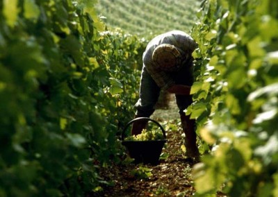 September is de tijd voor de champagne oogst